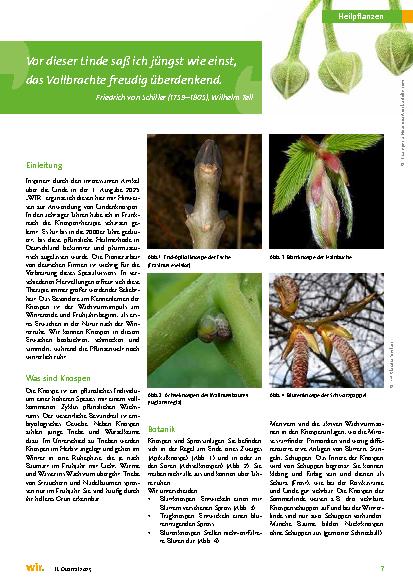 Vorschauseite 2: Keim des Guten: Naturheilkundliche Anwendung von Lindenknospen
