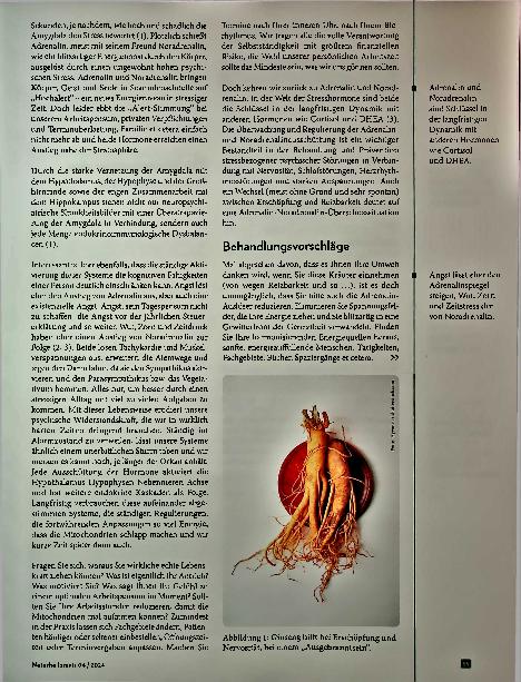 Vorschauseite 2: Hormone im Stressgewitter: Von Adrenalin zu Ashwagandha