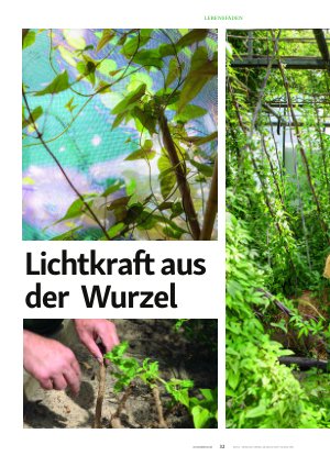 Vorschauseite 1: Lichtkraft aus der Wurzel