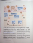 Vorschauseite 3: SARS-CoV-2-Pandemie und die Rolle der Krankenhausapotheke im COVID-19-Management