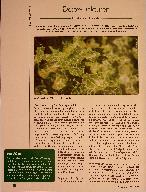 Vorschauseite 1: Detox-Tinkturen