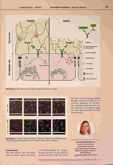 Vorschauseite 2: Tie2 activation promotes protection and reconstitution of the endothelial glycocalyx in human sepsis