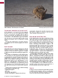 Vorschauseite 3: Weil-Krankheit – meldepflichtige Leptospirose Zoonose, die auf den Menschen übertragen werden kann.
