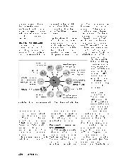 Vorschauseite 2: Der Darm Immunsystem undercover