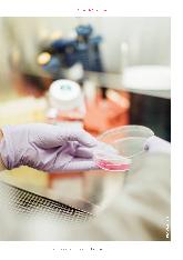 Vorschauseite 2: Wem nützt Laborfleisch?