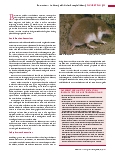 Vorschauseite 2: Bornaviren – Auslöser gefährlicher Enzephalitiden. Seltene Krankheitsfälle, aber meist tödlicher Verlauf.