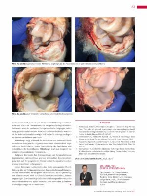 Vorschauseite 4: Diagnostik von Gelenkerkrankungen des Pferdes am Beispiel einer hochgradigen Osteoarthrose des Fesselgelenks