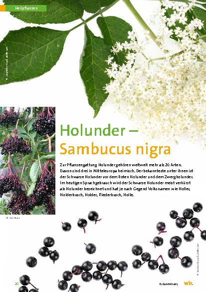 Vorschauseite 1: Holunder – Sambucus nigra