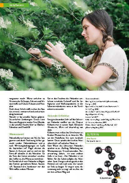 Vorschauseite 3: Holunder – Sambucus nigra