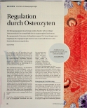 Vorschauseite 1: Regulation durch Osteozyten