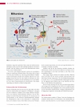 Vorschauseite 3: Schistosomiasis ist eine Tropenkrankheit, die Europa erreicht hat.