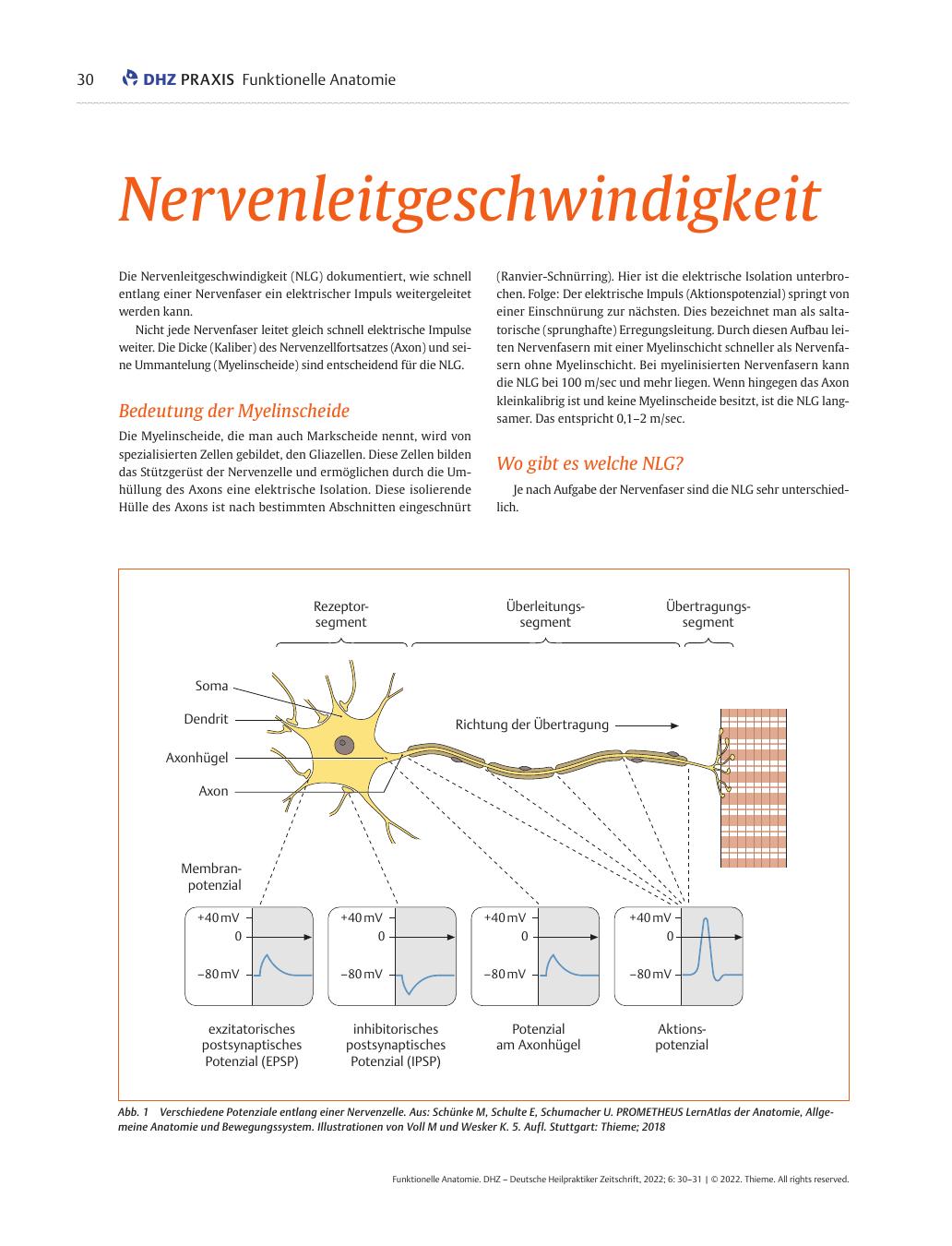 Vorschauseite 1: Nervenleitgeschwindigkeit