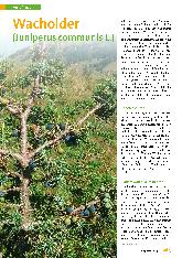 Vorschauseite 1: Wacholder (Juniperus communis L.)