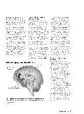 Vorschauseite 2: Neuropsychologie: Genuss beginnt im Kopf.