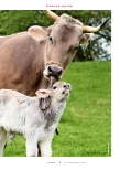 Vorschauseite 2: BRUDERKALB Die Lösung für das Milchmarkt-Dilemma?