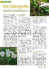 Vorschauseite 1: Die Schafgarbe Achillea millefolium L.
