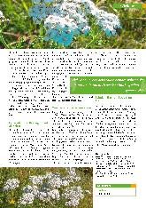 Vorschauseite 2: Die Schafgarbe Achillea millefolium L.
