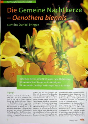 Vorschauseite 1: Die Gemeine Nachtkerze - Oenothera biennis,