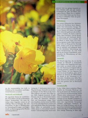 Vorschauseite 2: Die Gemeine Nachtkerze - Oenothera biennis,