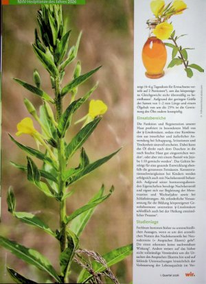Vorschauseite 3: Die Gemeine Nachtkerze - Oenothera biennis,