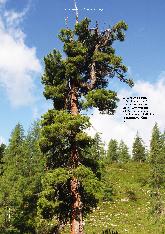 Vorschauseite 2: Der Wald als Therapieraum