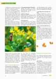 Vorschauseite 3: Semen Foeni graeci - Altbewährtes Heilmittel Bockshornklee