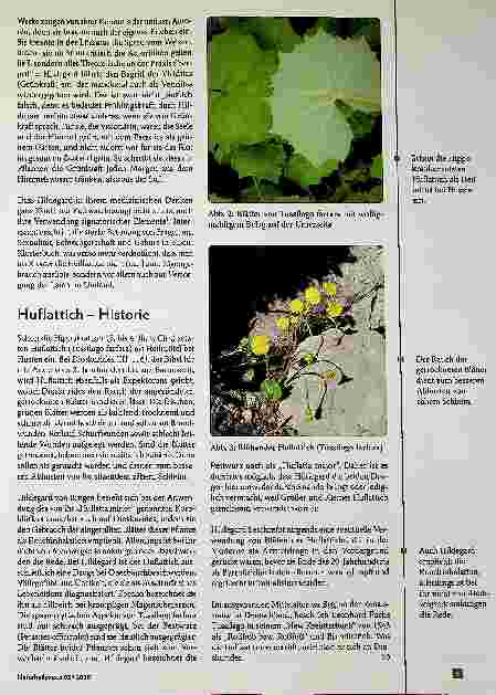 Vorschauseite 2: Huflattich damals und heute: Verwendung bei Hildegard von Bingen und heutige Nutzung