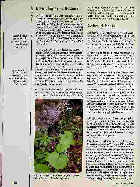 Vorschauseite 3: Huflattich damals und heute: Verwendung bei Hildegard von Bingen und heutige Nutzung