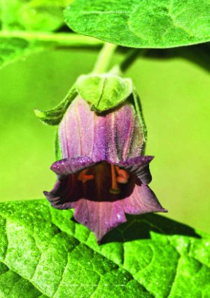 Vorschauseite 2: Belladonna: Vom Gift zur Vision