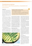 Vorschauseite 1: Pseudomonas aeruginosa (Ältere Bezeichnungen: Bacillus pyocyaneus, „Grünspanbakterium“)