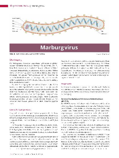Vorschauseite 3: Marburgvirus Virales Hämorrhagisches Fieber