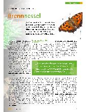 Vorschauseite 2: Brennnessel