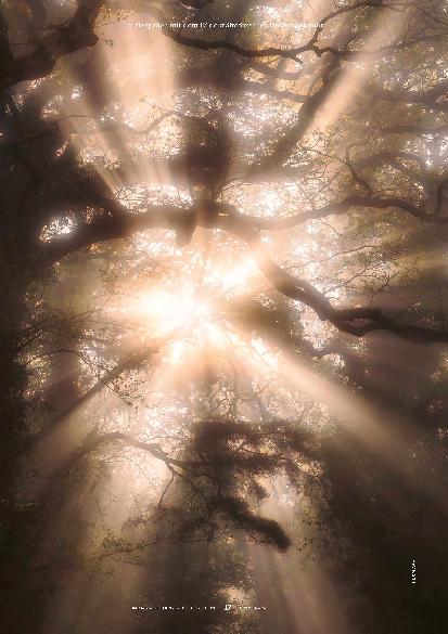 Vorschauseite 2: Licht ohne Schatten