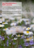 Vorschauseite 1: Das Gänseblümchen | Bellis perennis