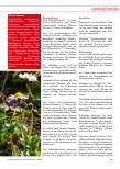 Vorschauseite 2: Das Gänseblümchen | Bellis perennis