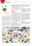 Vorschauseite 3: Das Gänseblümchen | Bellis perennis