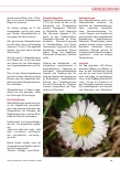 Vorschauseite 4: Das Gänseblümchen | Bellis perennis