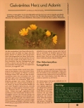 Vorschauseite 1: Gekränktes Herz und Adonis