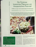 Vorschauseite 1: Die Christrose: botanisches Phänomen mit therapeutischem Potenzial. Helleborus niger in der komplementären Krebstherapie.
