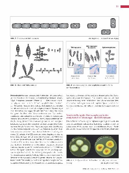 Vorschauseite 2: Dermatophyten und Dermatophytosen (Teil 1)