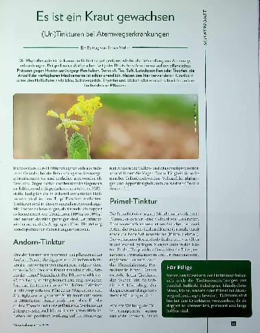 Vorschauseite 1: Es ist ein Kraut gewachsen: (Ur-)Tinkturen bei Atemwegserkrankungen
