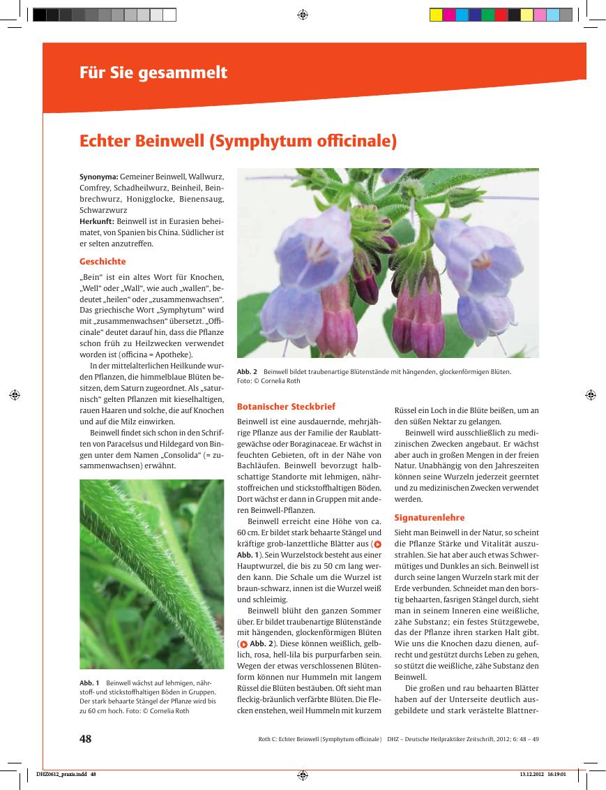 Vorschauseite 1: Für Sie gesammelt – Echter Beinwell (Symphytum officinale)