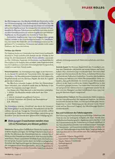 Vorschauseite 2: Anatomie und Physiologie der Nieren