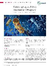Vorschauseite 1: Bakteriophagen (Teil 4): Das humane Phagom