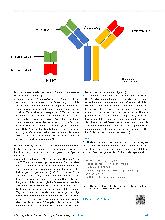 Vorschauseite 4: Antikörper im Wandel: Ein Update über aktuelle Therapeutika