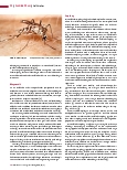 Vorschauseite 3: Gelbfieber: Chancen der Impfung nutzen