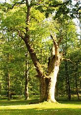 Vorschauseite 1: Vom Götterbaum zum Öko-Symbol