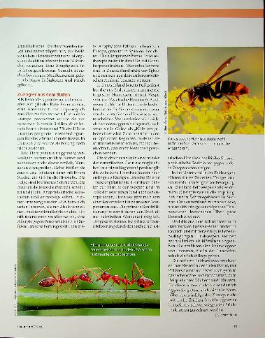 Vorschauseite 2: Folgen des Klimawandels Mehr Allergien durch invasive Insektenarten