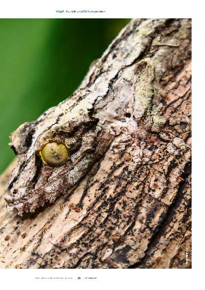 Vorschauseite 2: Wenn Tiere täuschen