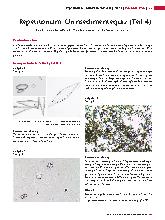 Vorschauseite 1: Repetitorium: Urinsedimente-Quiz (Teil 4)